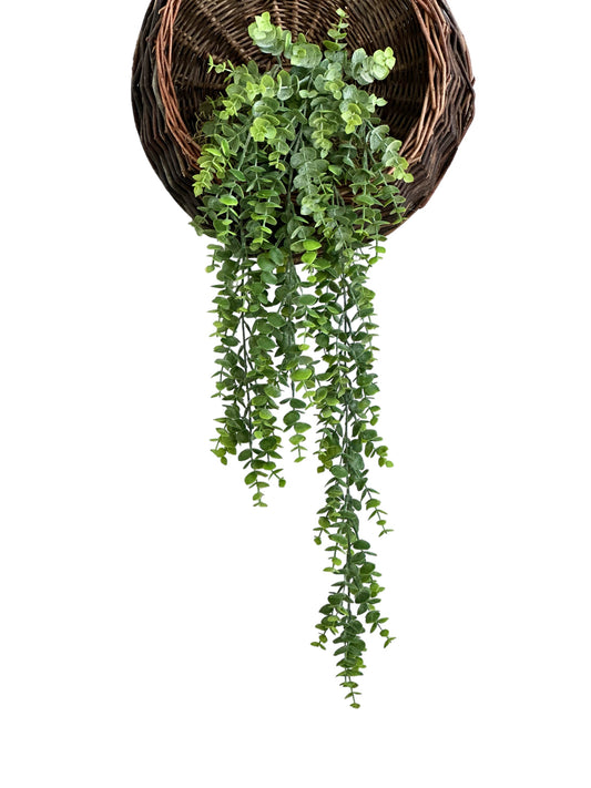 CMC057 Eucalyptus/hanging plant