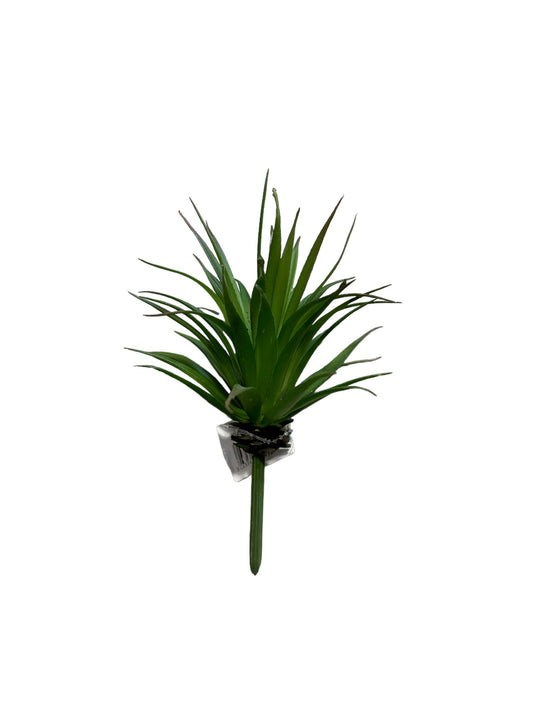 CMC063 Yucca Succulent Plant
