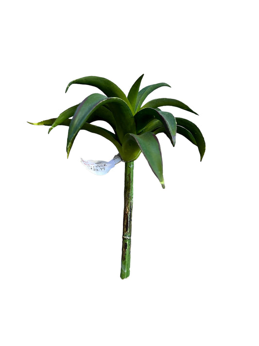 RH199GR Yucca Succulent