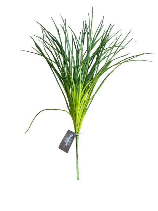 WIN0388 Onion Grass Bush