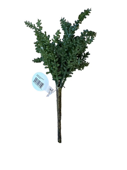 CMC833  Succulent