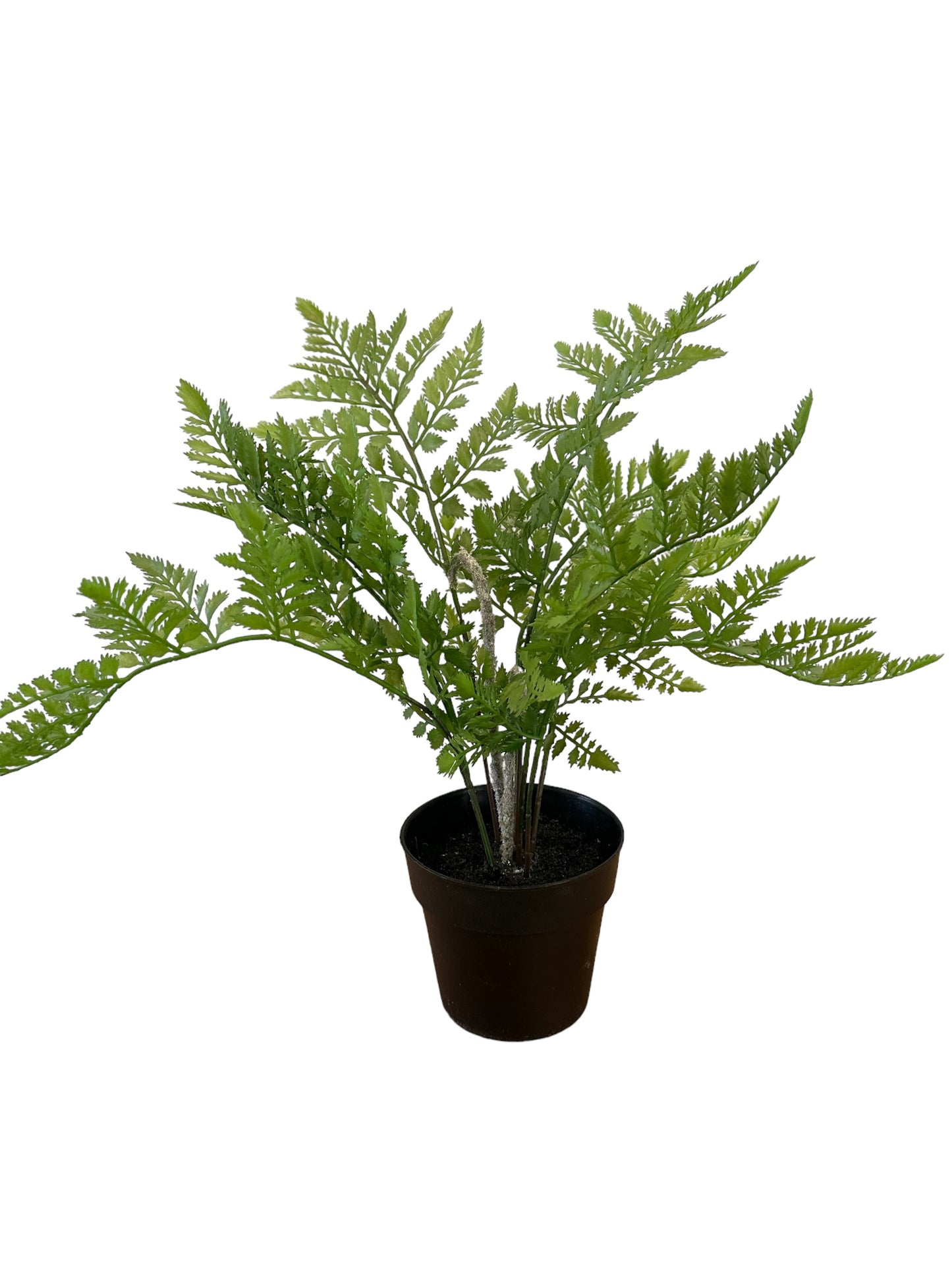 NOS7643 Potted Fern