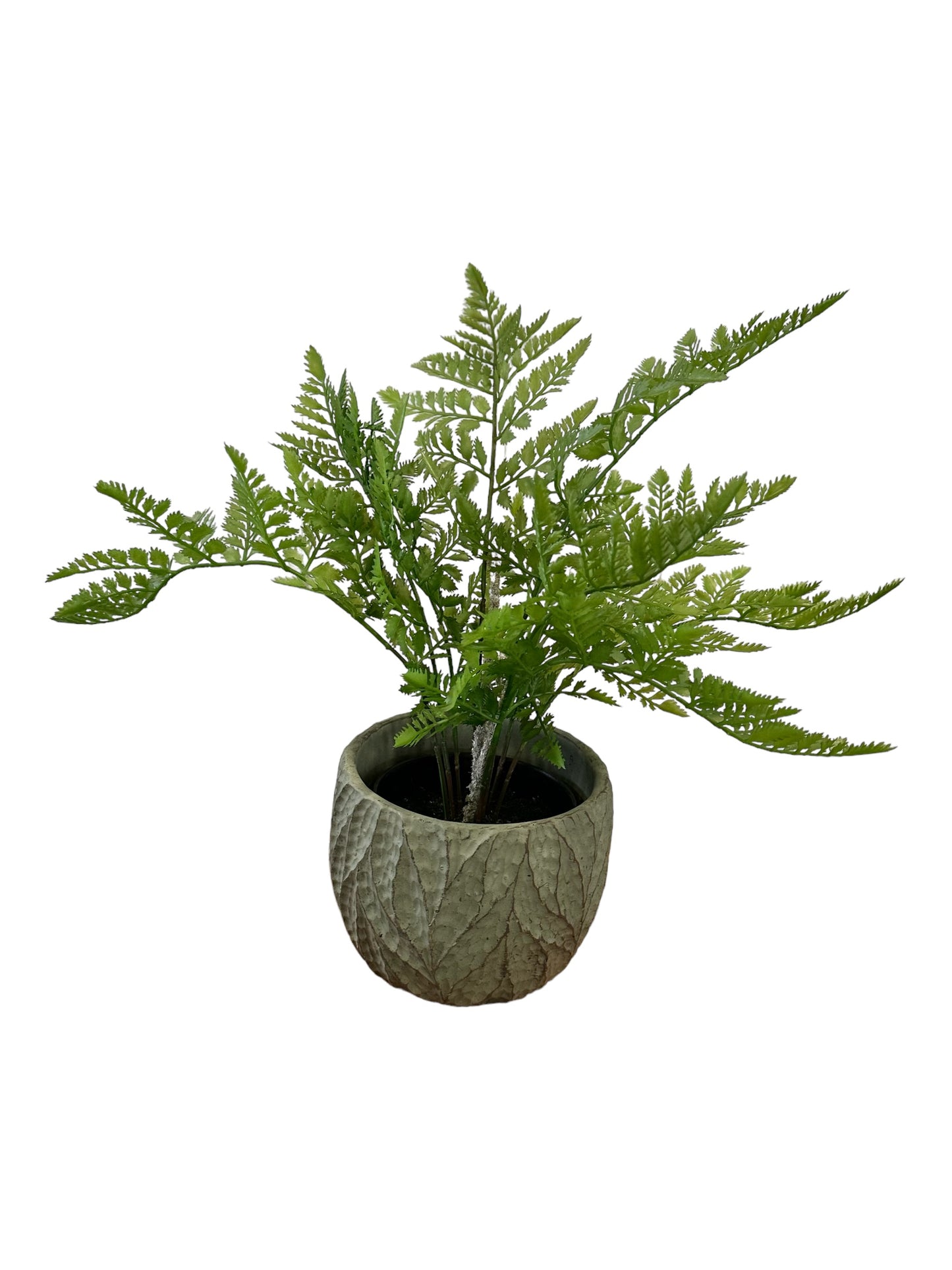 NOS7643 Potted Fern