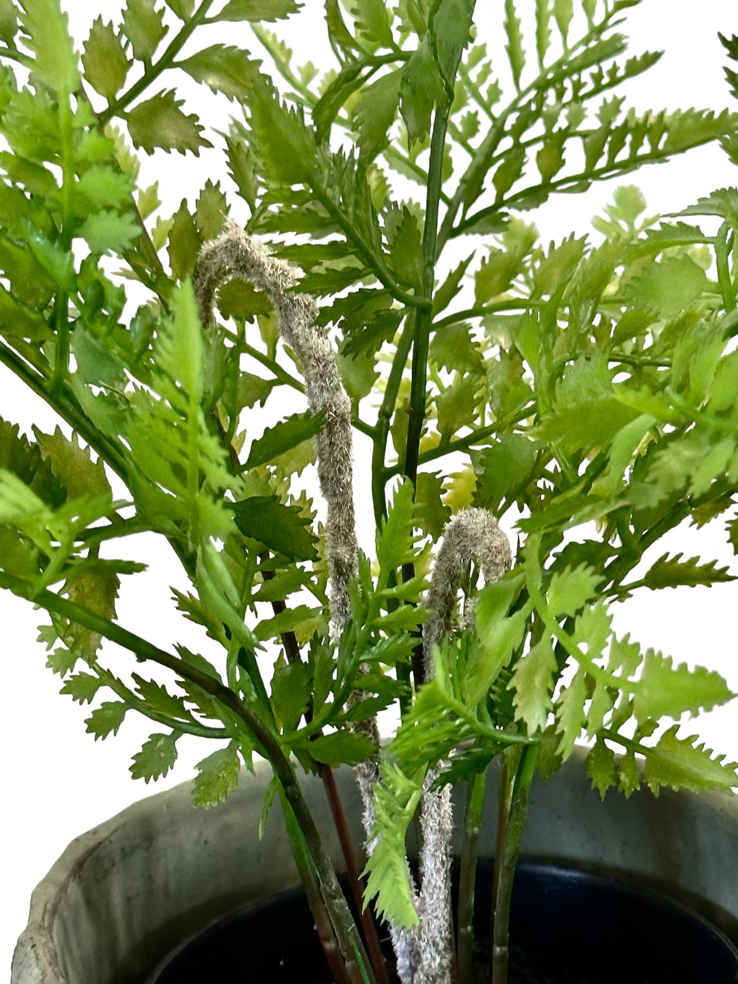 NOS7643 Potted Fern
