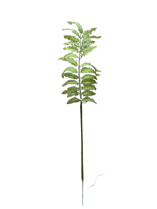 CMC891GR Fern