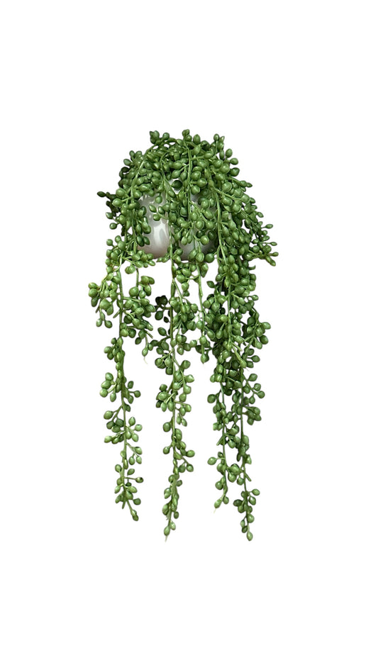 Nos0604- Pearl chain plant