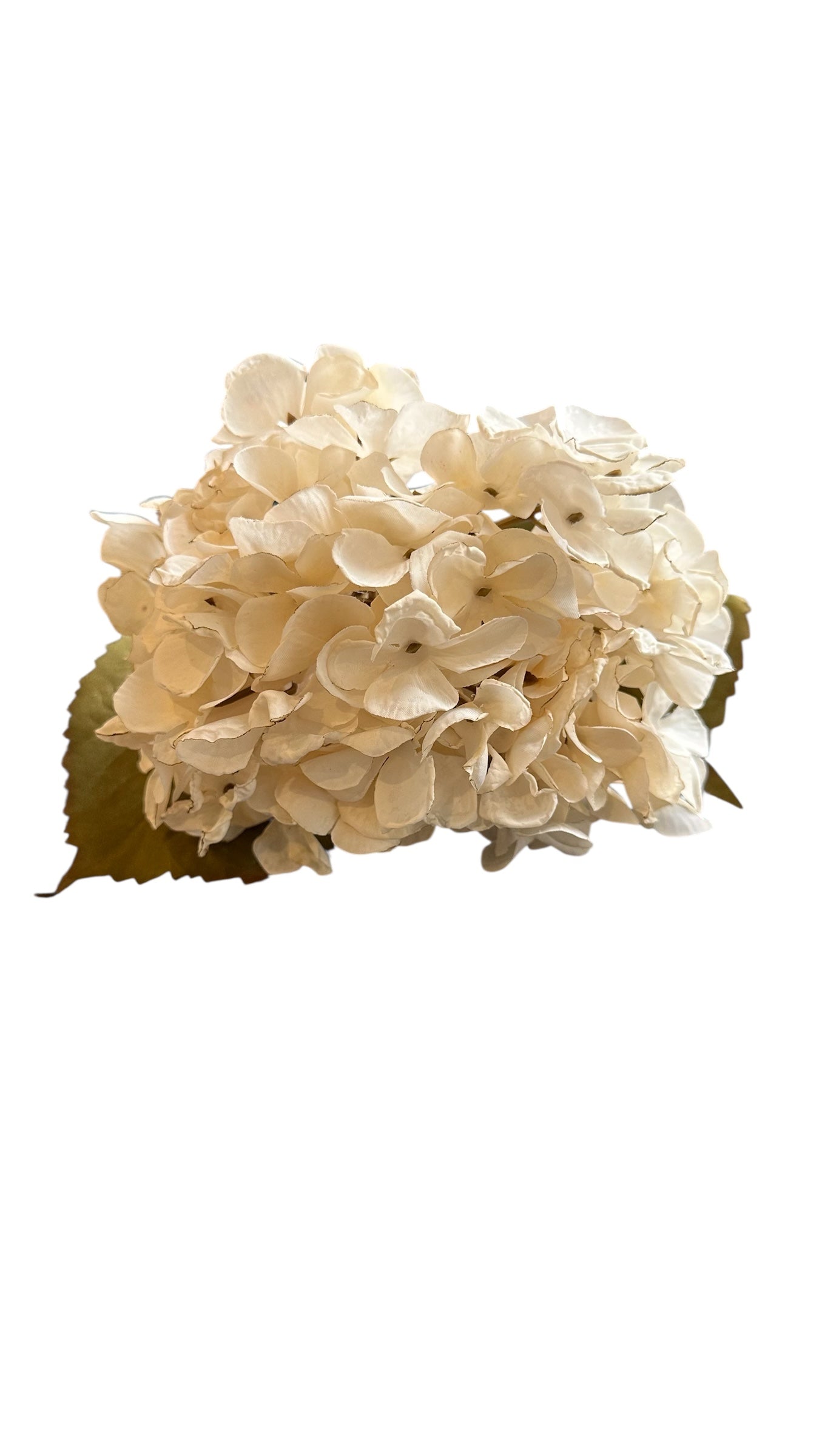 Nos2058- hydrangea branch/ cream