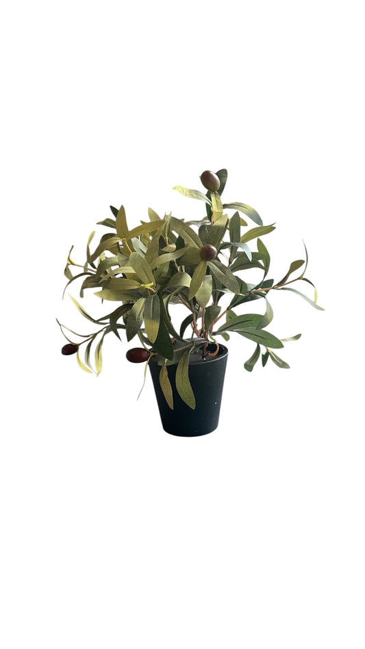 P0051- Olive tree/ small pot