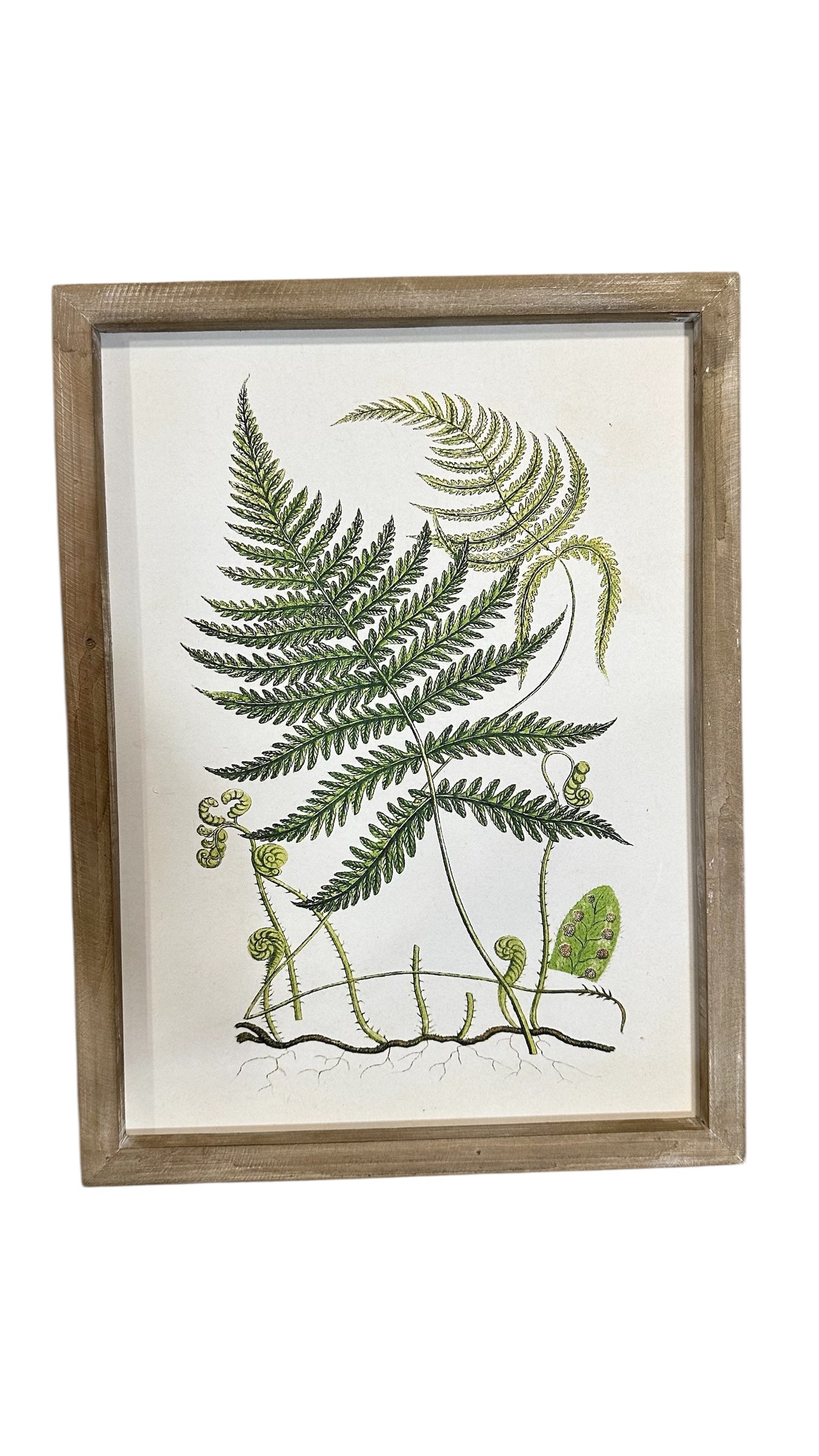 Fern art collection
