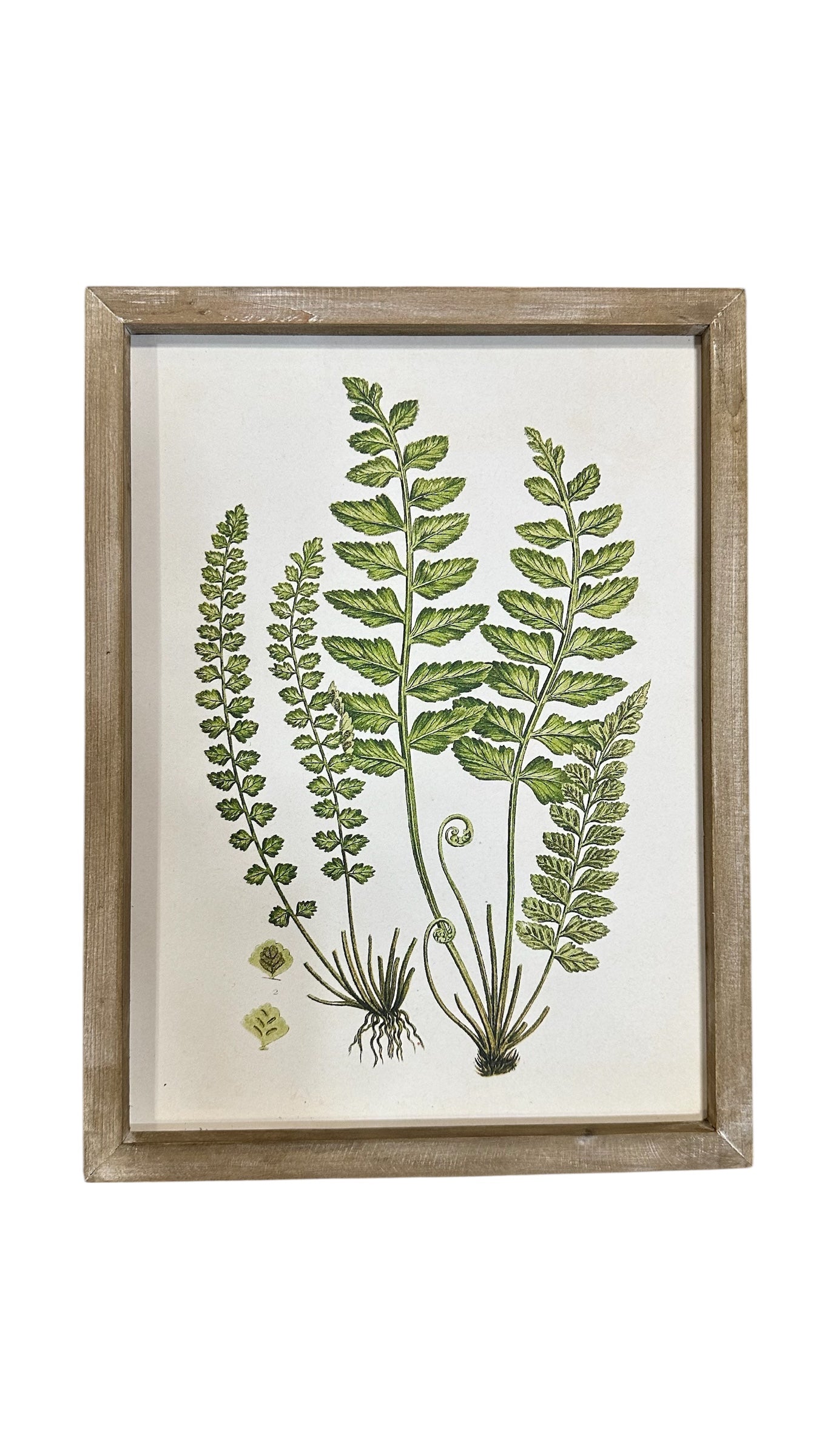 Fern art collection