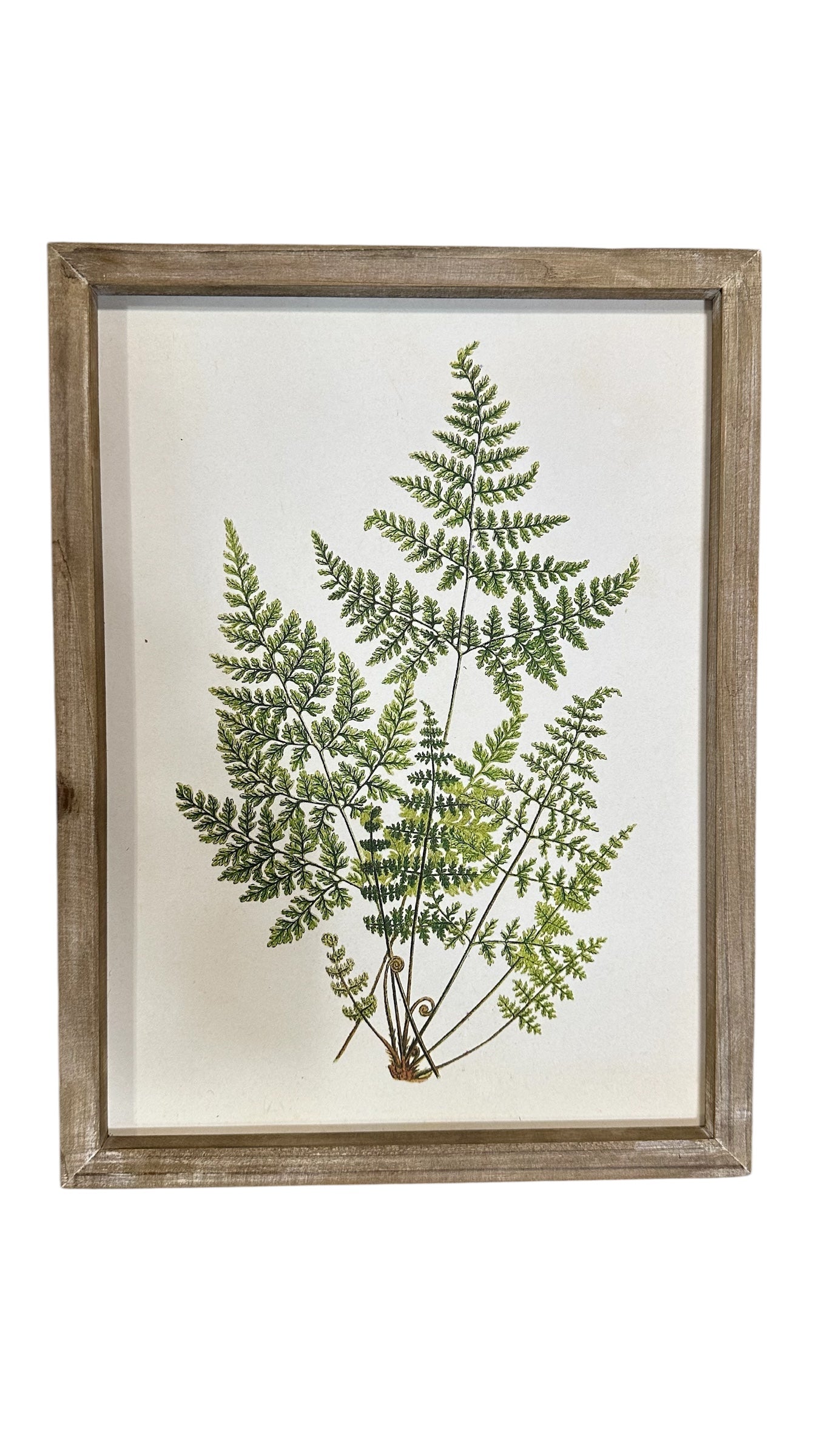 Fern art collection