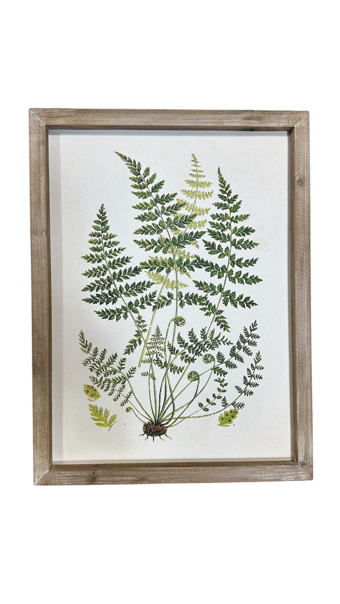 Fern art collection