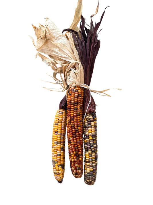 CMC007- Indian corn