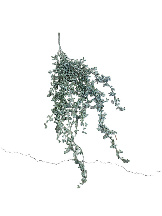 CMC992 weathered string of Pearls plants