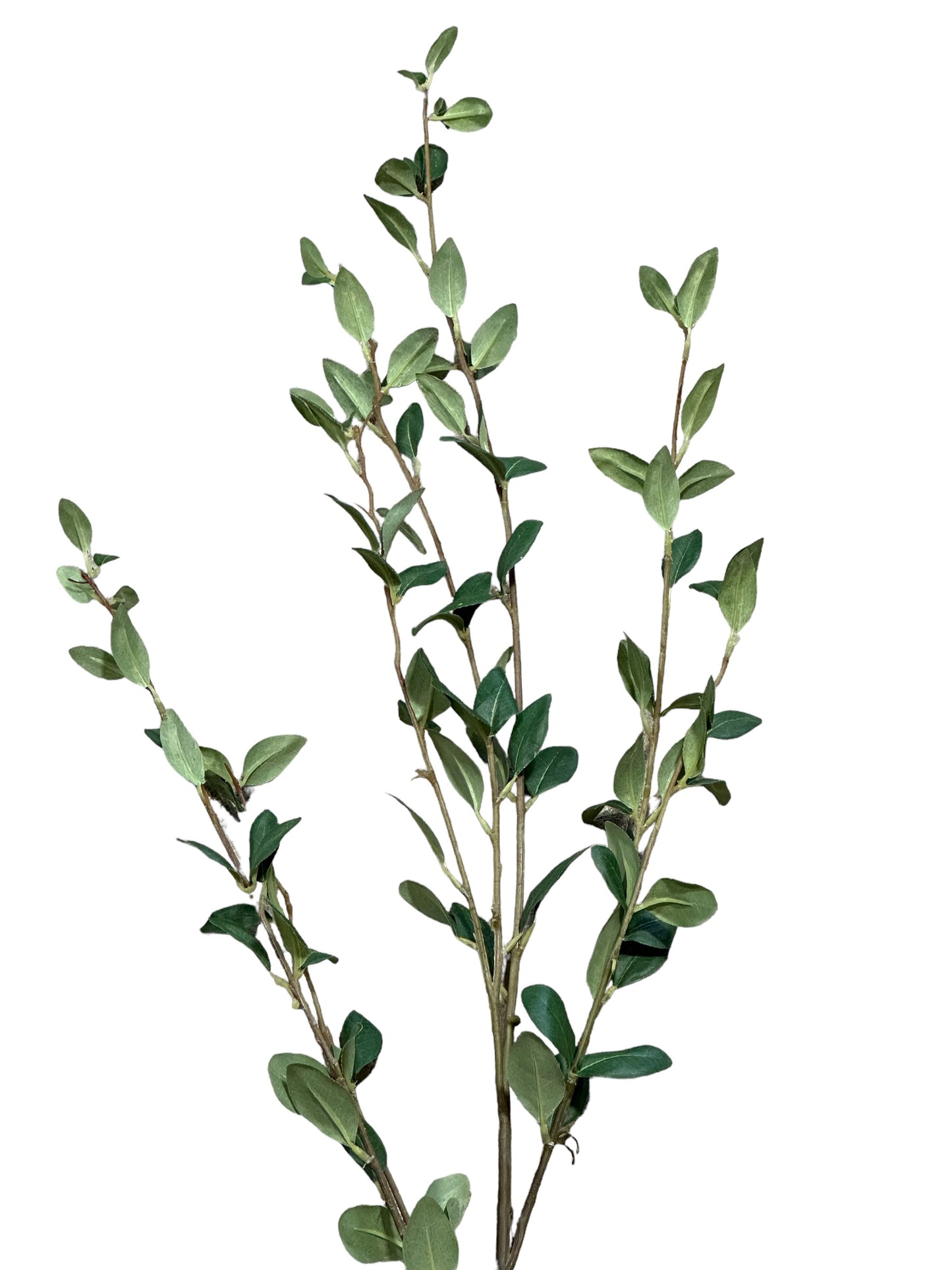 P0268 -Green Stem