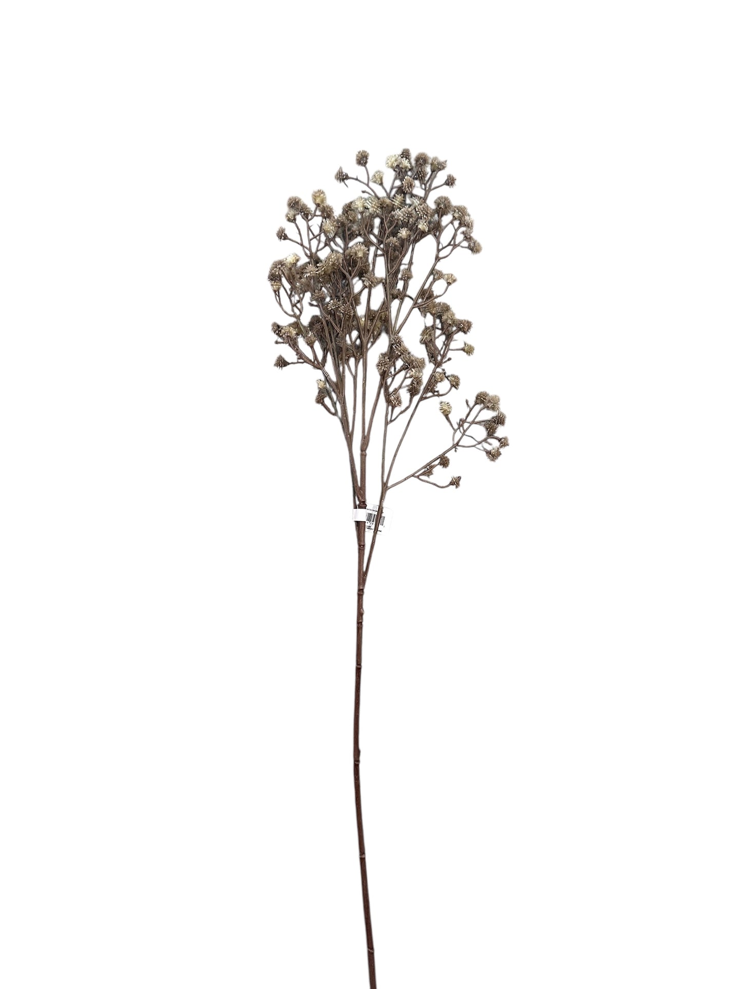Flower Stem / Baby’s Breath
