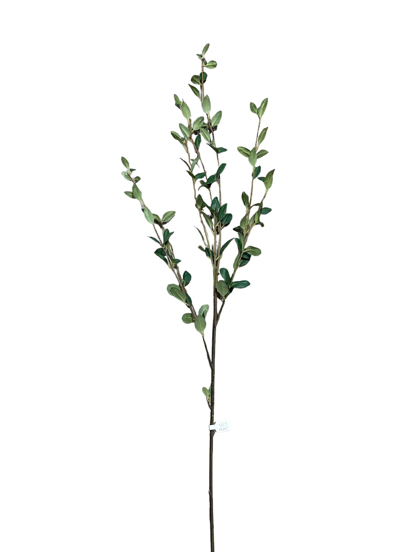 P0268 -Green Stem
