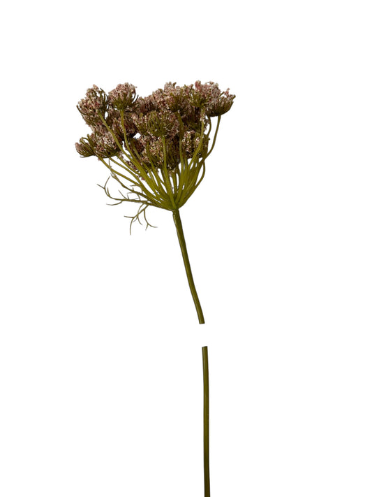 FL0259- Queen Anne’s Lace